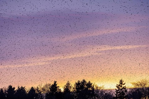 Natural spectacle in the Swabian Alb. Flocks of bramblings (Fringilla montifringilla) spend the