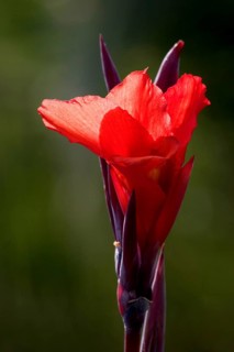 Indian shot (canna indica) Indisches Blumenrohr, La Palma, Canary Islands, Spain, Europe