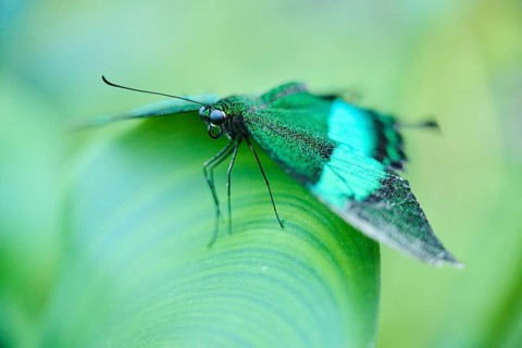 Emerald swallowtail butterfly (Papilio palinurus) sitting on a leaf, Germany, Europe