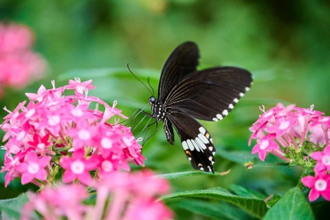 Common Mormon (Papilio polytes) sitting on a flower, Germany, Europe