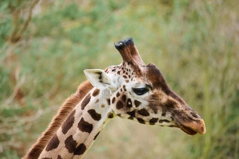 Reticulated giraffe (Giraffa camelopardalis reticulata), portrait, captive, Germany, Europe