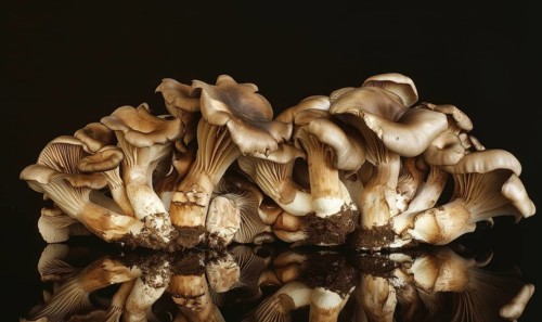 Mushroom Pleurotus ostreatus on black background AI generated