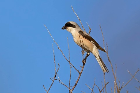 Lesser grey shrike (Lanius minor), Dobruja, Bulgaria, Europe