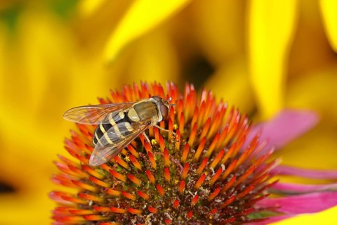Garden hoverfly (Syrphus ribesii) on purple cone flower (Echinacea purpurea), Wilnsdorf, North