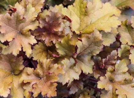 Heuchera or coral bells, plant with beautiful colored leaves