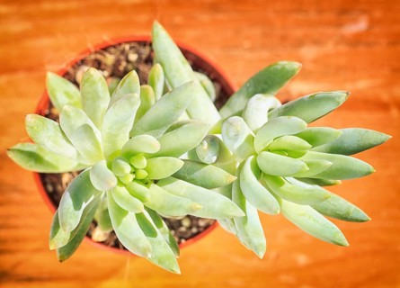 Beautiful little plant, succulent in a small flower pot. on the wooden background