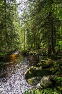 Kroi-Woog-Gumpen, with moss, rocks and forest, Hotzenwald, Black Forest, Baden-Wuerttemberg,