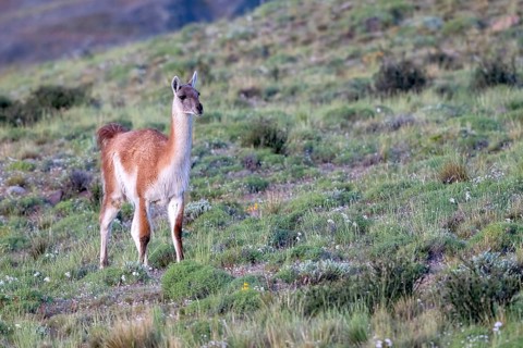Guanaco (Llama guanicoe), Huanako, Torres del Paine National Park, Patagonia, End of the World,