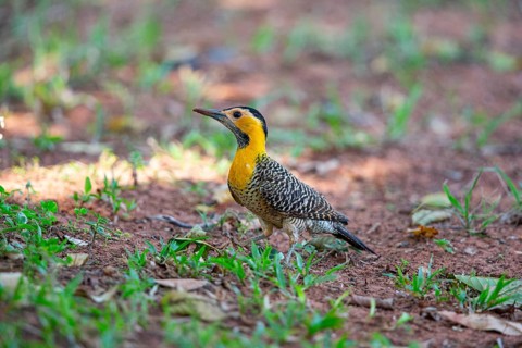 Pileated campo flicker (Colaptes campestris) Pantanal Brazil