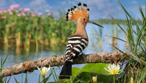 KI generated, animal, animals, bird, birds, biotope, habitat, a, individual, water, reeds, water