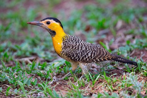 Pileated campo flicker (Colaptes campestris) Pantanal Brazil