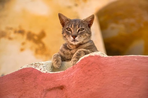 Stray cat, Oia, Santorini, Cyclades, Greece, Europe