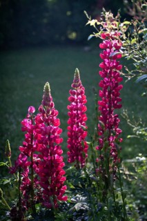 Pink-coloured lupins in a sun-drenched garden Lupinus Fabaceae