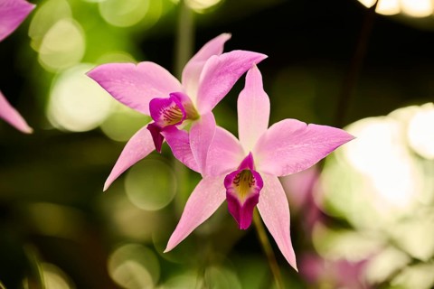 Bamboo orchid (Arundina graminifolia) flower growing in a greenhouse, Bavaria, Germany, Europe