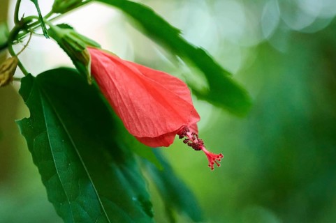 Wax mallow (Malvaviscus arboreus) flower growing in a greenhouse, Bavaria, Germany, Europe