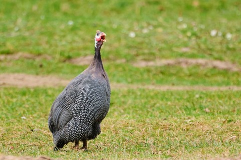 Helmeted guineafowl (Numida meleagris) on a meadow, Bavaria, Germany, Europe