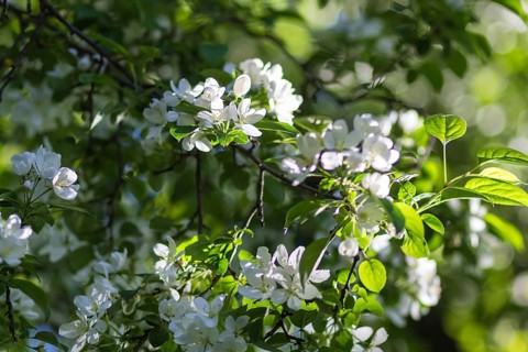 Blooming apple trees in spring park