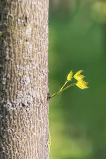 Young green leaves of maple in spring