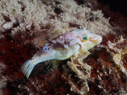 Pufferfish (Canthigaster rostrata) at night. Dive site El Cabron marine reserve, Arinaga, Gran