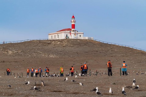 Cruise passengers walk in a line between seagulls to the lighthouse in the Penguin National Park on