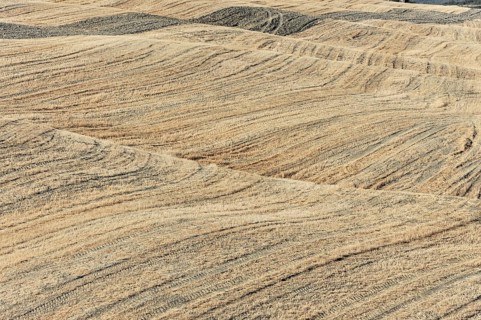 Harvested wheat field, landscape north of Sorano, Tuscany, Italy, Europe