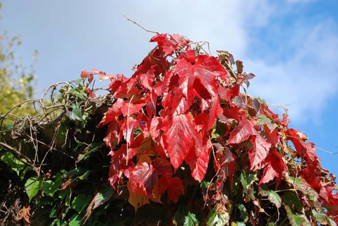 Virginia creeper at autumn