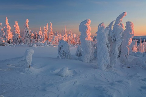 Snow-covered trees in tundra, Arctic, evening light, winter, Dalton Highway, Alaska, USA, North