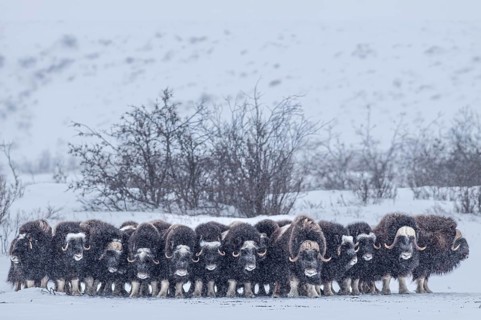 Musk oxen (Ovibos moschatus), herd in a snowstorm, standing, North Slope, Alaska, USA, North