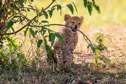 Cheetah cub (Acinonyx jubatus) biting in a tree branch on the african savanna, Maasai Mara, Kenya,