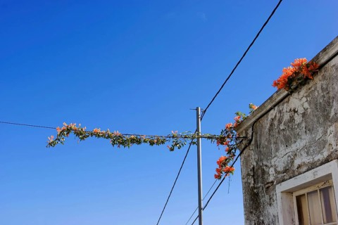 Flamevine or orange trumpet vine (Pyrostegia venusta) Feuer auf dem Dach, Feuerranke, La Palma,