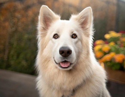 Dog, young dog, White Swiss Shepherd, Berger Blanc Suisse, recognised dog breed from Switzerland