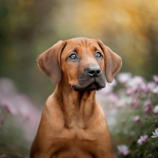 Dog, young dog, puppy, Rhodesian Ridgeback, recognised dog breed from South Africa (picture AI