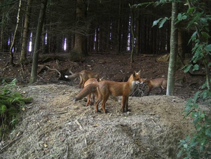 Fox (Vulpes vulpes) mother with cubs in front of the den at the edge of the forest, Allgaeu,