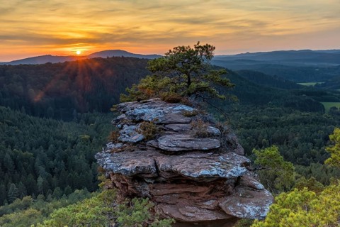Sunset against the sun at the Buchkammer felsen with striking pine tree on the red rock in the