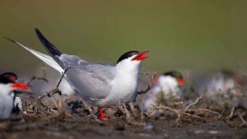 Common Tern (Sterna hirundo), calling in breeding colony, Danube Delta Biosphere Reserve, Romania,