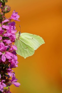 Brimstone (Gonepteryx rhamni) feeding on a flower of purple loosestrife (Lythrum salicaria),
