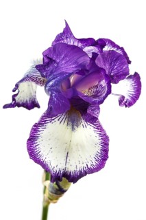 Beautiful multicolored iris flower isolated in white. Close up