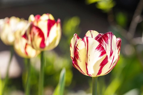 Beautiful rose and white tulip flowers with green blurred background