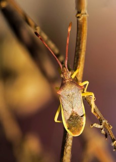 Bedbug, (Gonocerus acuteangulatus), typical hemiptera of the mediterranean climate, Majorca,