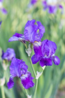 Colorful purple irises in a botanical garden