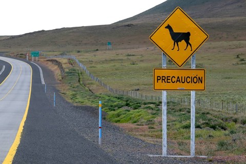 Guanaco (Llama guanicoe), Huanako, traffic sign, warning, road, Torres del Paine National Park,