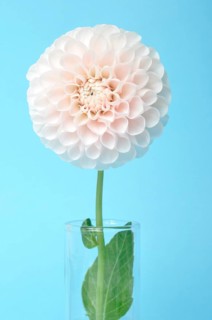 Dahlia pompom on blue background
