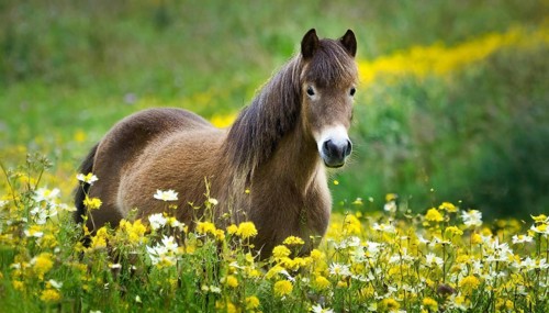 KI generated, animal, animals, mammal, mammals, biotope, habitat, one, individual animal, foraging,