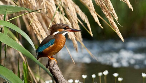 KI generated, animal, animals, bird, birds, biotope, habitat, a, individual, water, perch, reeds,