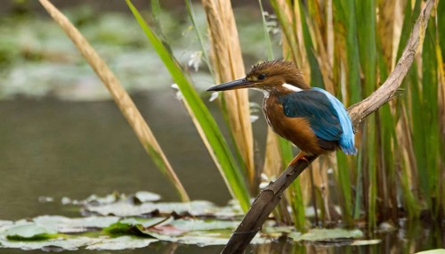 KI generated, animal, animals, bird, birds, biotope, habitat, a, individual, water, perch, reeds,