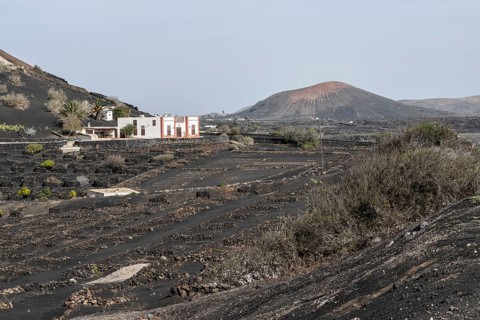 Wine growing in volcanic ash pits protected by dry stone walls, Yaiza, Lanzarote, Canary Islands,