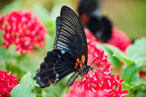 Iphidamas cattleheart (Parides iphidamas) sitting on a leaf, Germany, Europe