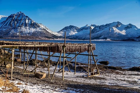 Stockfisch trocknet an einem Holzgestell vor einer beeindruckenden Kulisse mit schneebedeckten