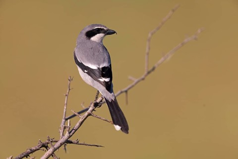Iberian Grey Shrike (Lanius meridionalis), Southern Grey Shrike, Fuerteventura, Extremadura, Spain,