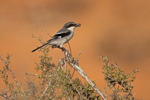 Great Grey Shrike (Lanius excubitor koenigi) with prey, Fuerteventura, Canary Islands, Spain,